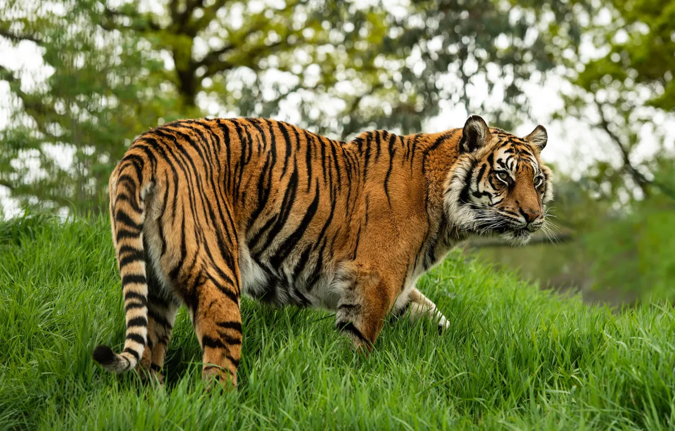 Photo wallpaper grass, tiger, pose, walk