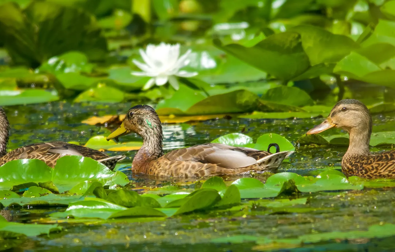 Photo wallpaper water, flowers, Lily, duck