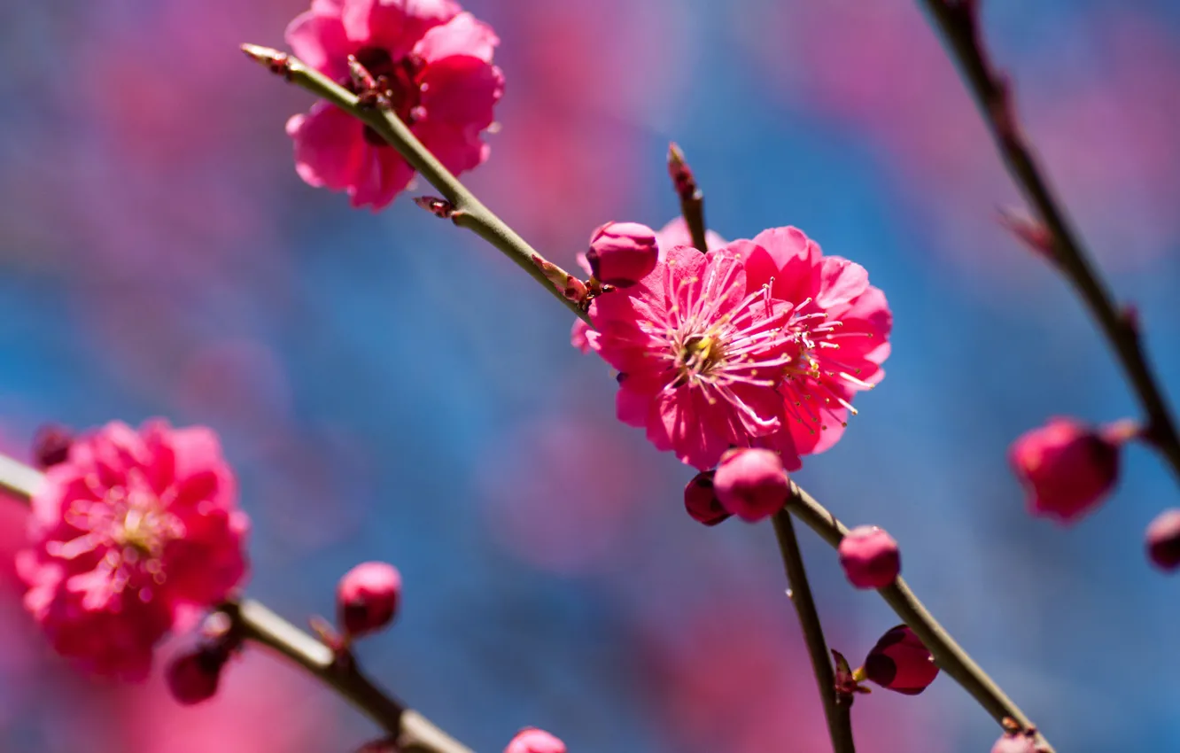 Photo wallpaper trees, flowers, branches, cherry, spring