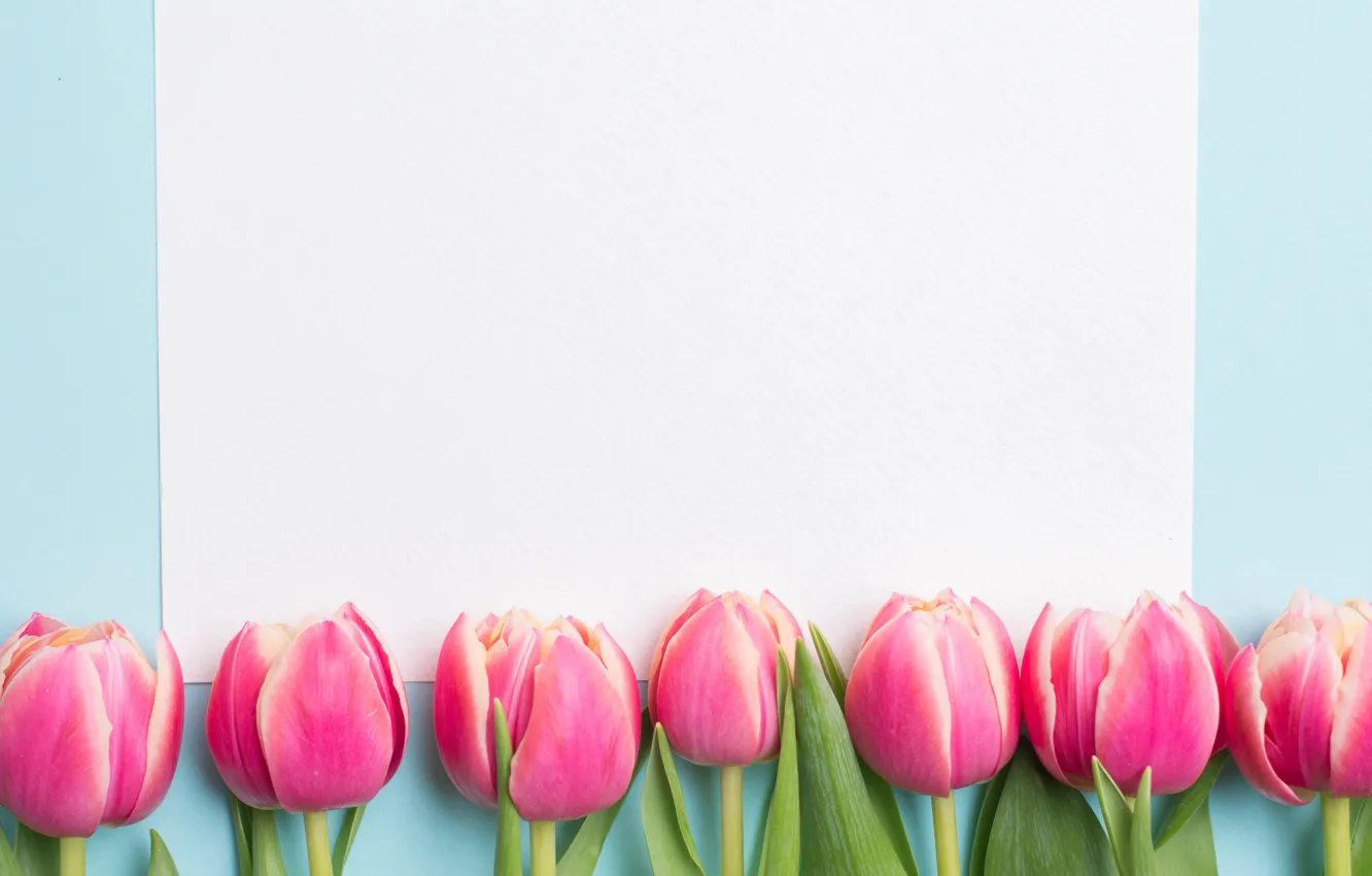 Photo wallpaper flowers, spring, tulips, pink, fresh, pink, flowers, tulips