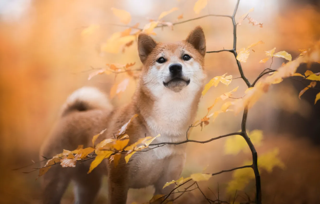 Photo wallpaper autumn, leaves, branches, nature, animal, dog, tree, dog