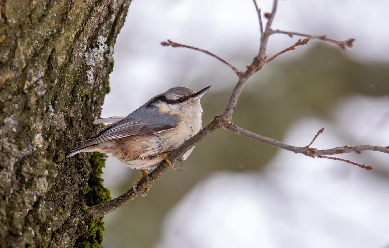 Photo wallpaper winter, trees, bird, nuthatch