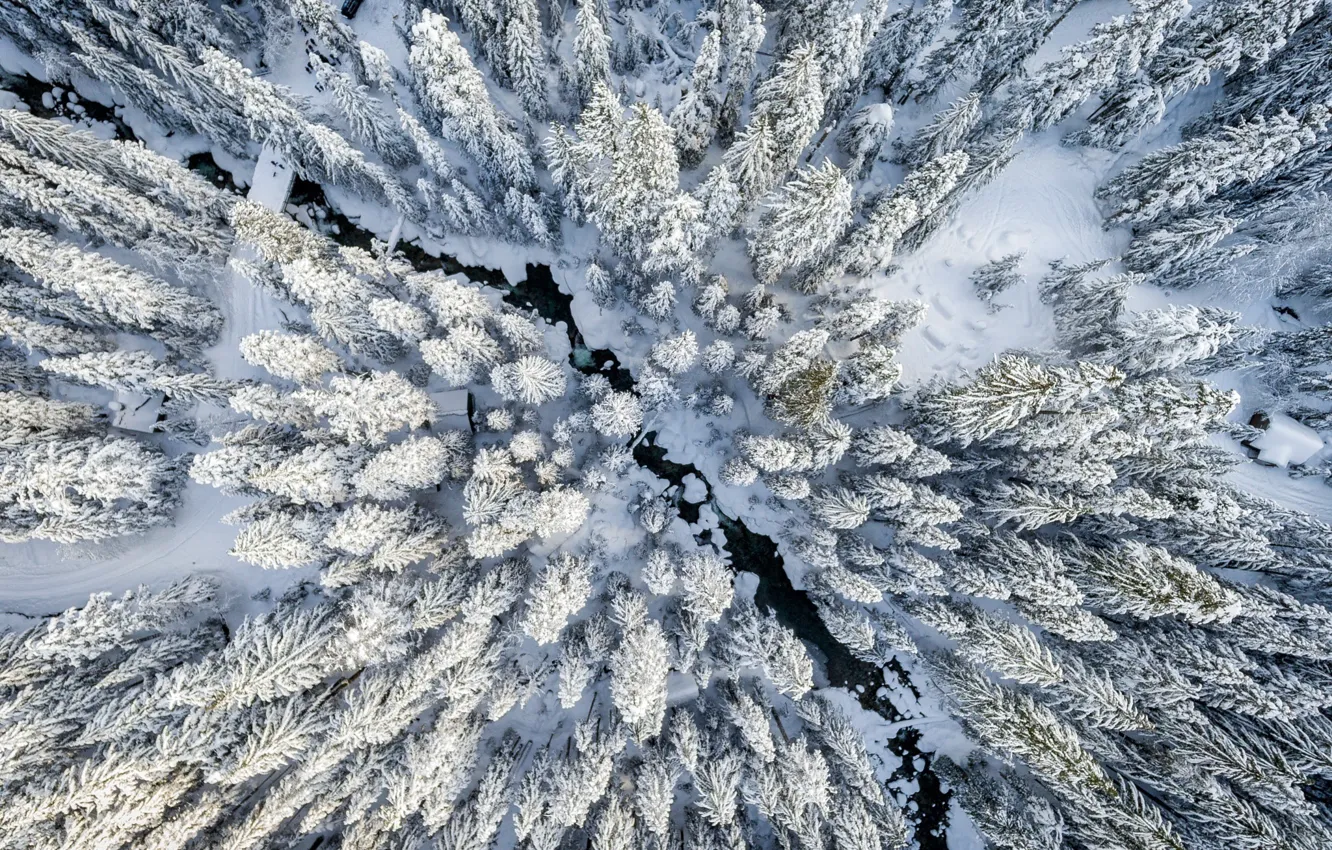 Photo wallpaper winter, forest, snow, the view from the top