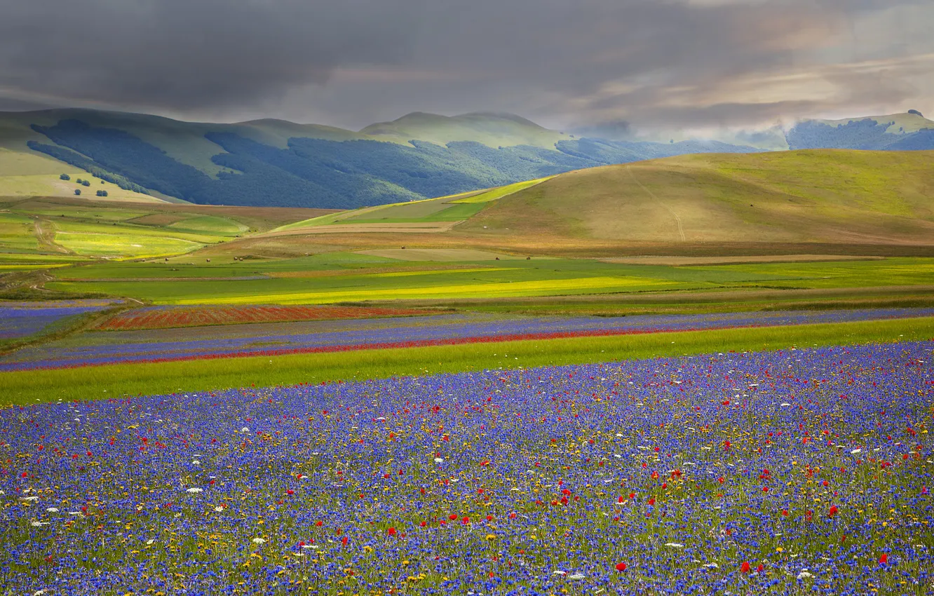 Photo wallpaper field, the sky, grass, flowers, mountains, clouds, meadow, Italy