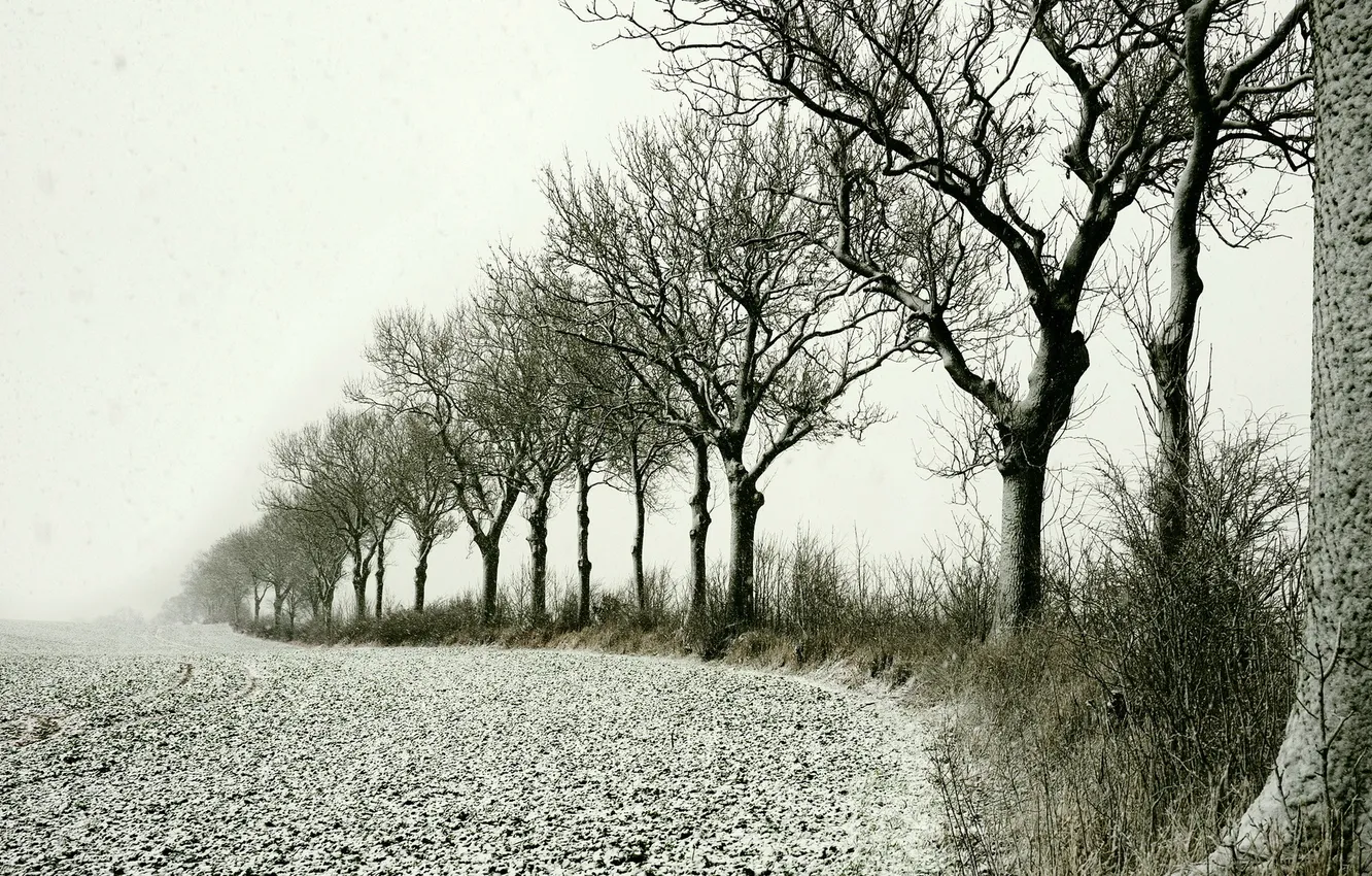Photo wallpaper field, snow, trees