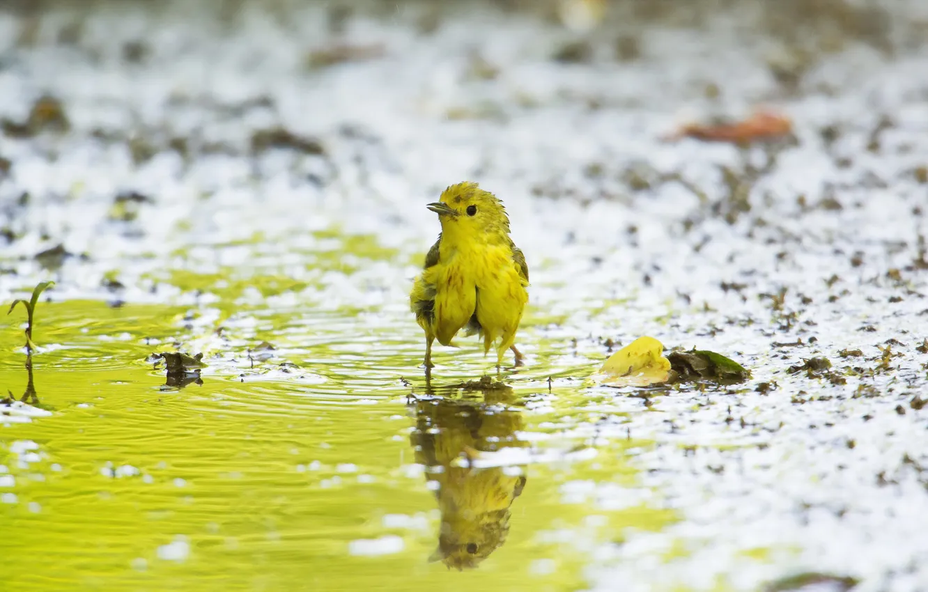 Photo wallpaper nature, background, bird