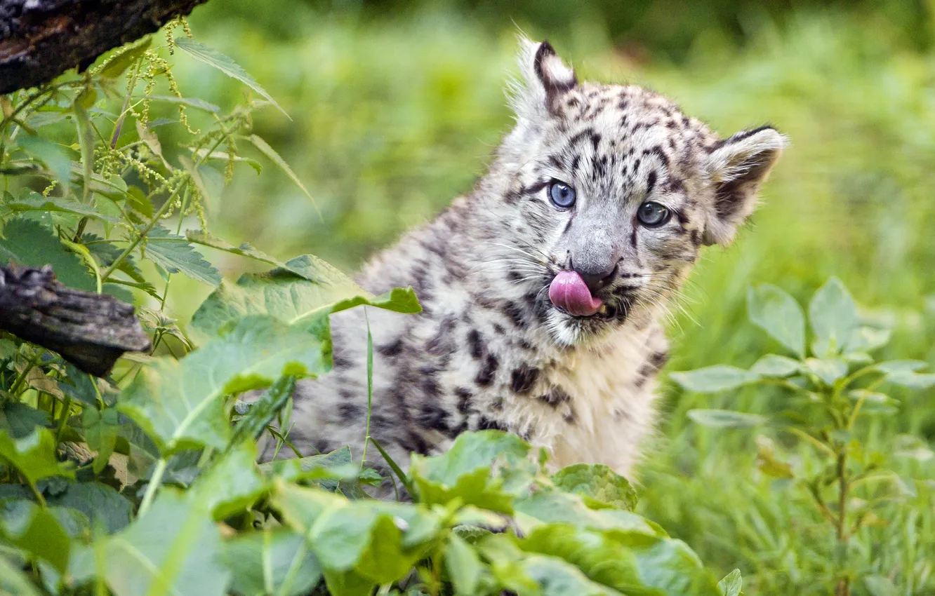 Photo wallpaper language, cat, grass, IRBIS, snow leopard, cub, kitty, ©Tambako The Jaguar