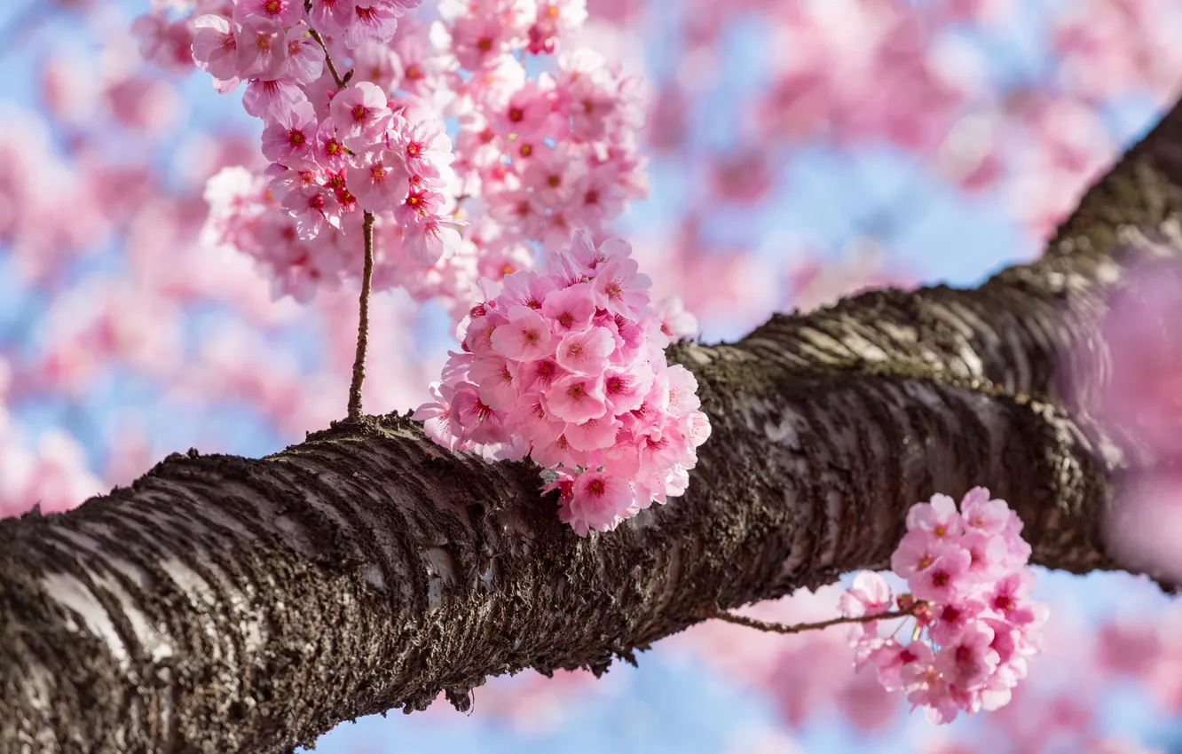 Photo wallpaper cherry, tree, spring, Sakura