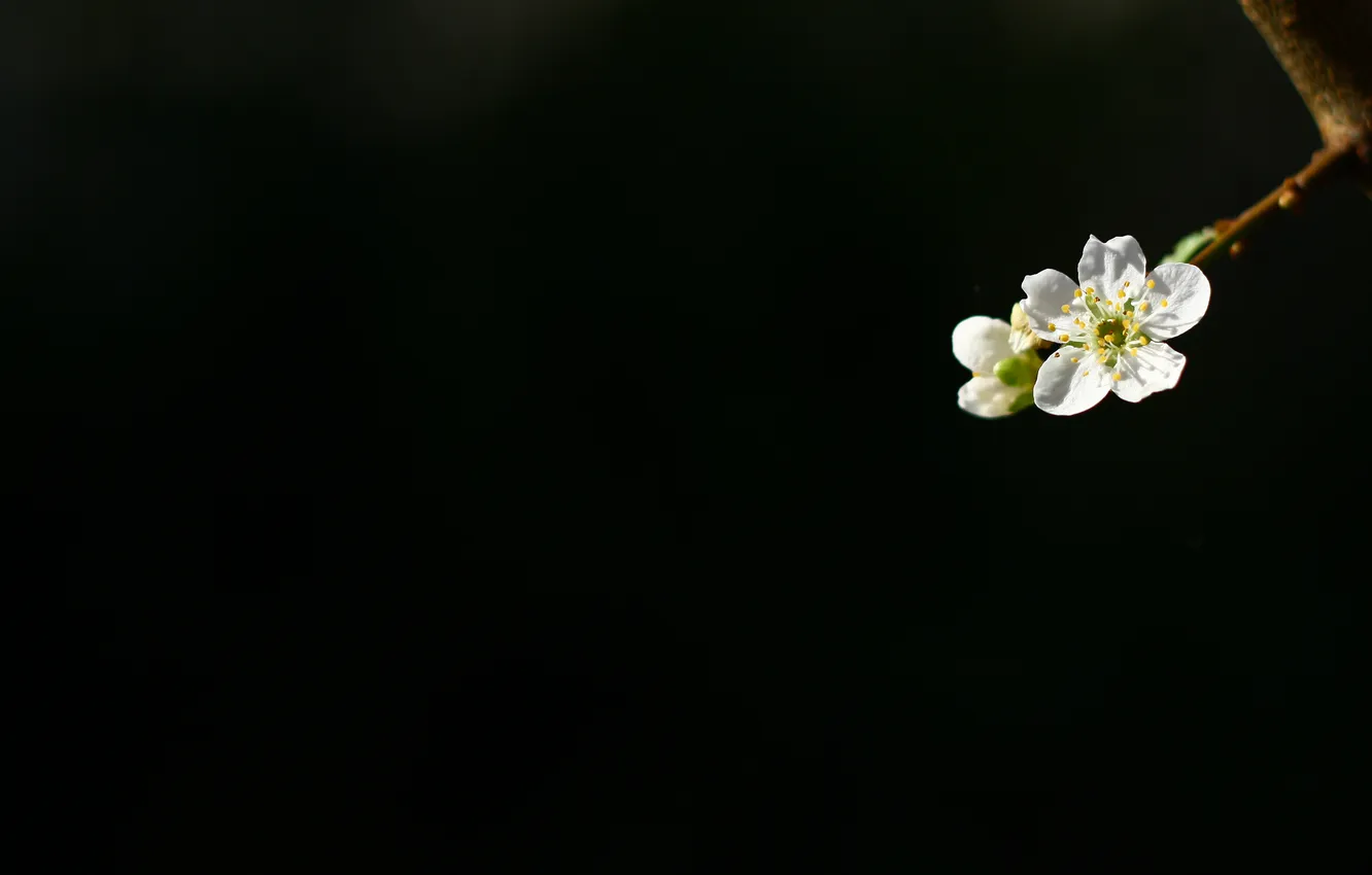 Photo wallpaper cherry, background, black, branch, blooming