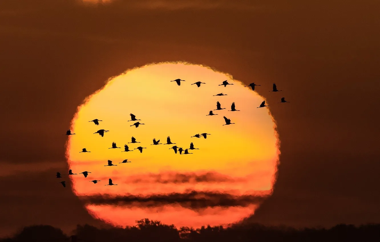 Photo wallpaper the sun, sunset, bird, paint, bright
