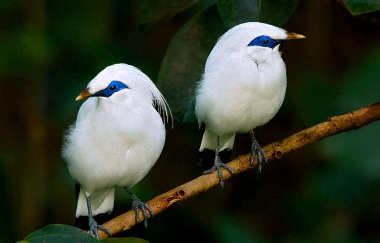 Photo wallpaper birds, animal, Bali, Bali Starlings
