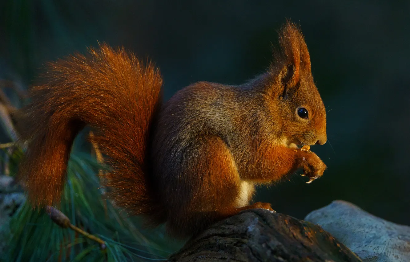 Photo wallpaper stump, protein, rodent