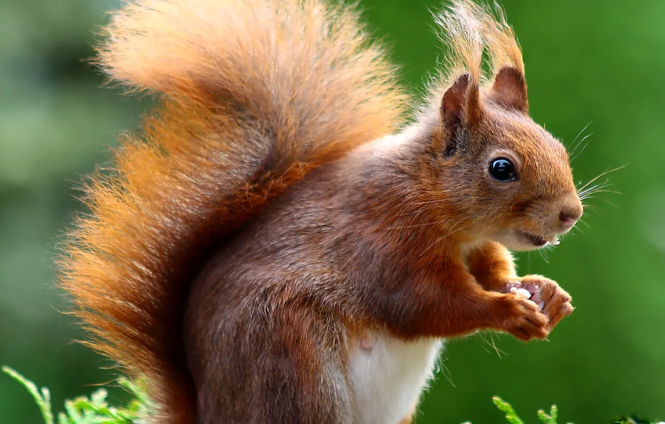 Photo wallpaper grass, protein, rodent, closeup