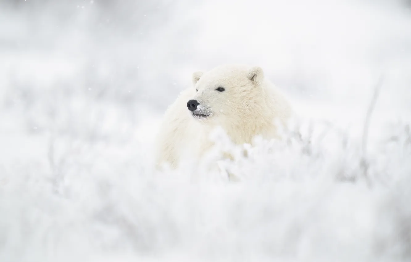 Photo wallpaper winter, snow, bear, polar bear, face