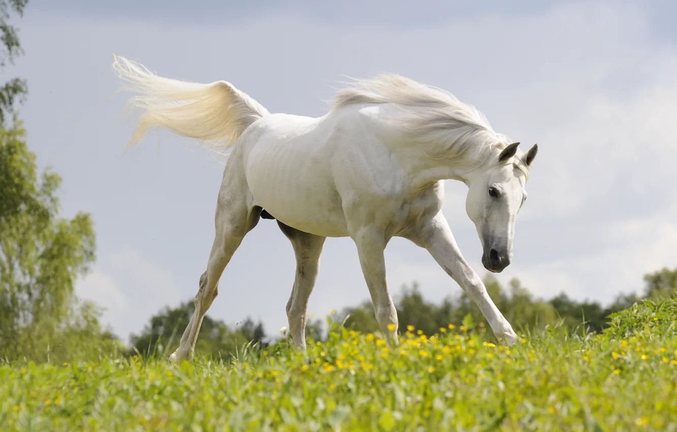 Photo wallpaper field, white, summer, the sky, grass, look, face, flowers