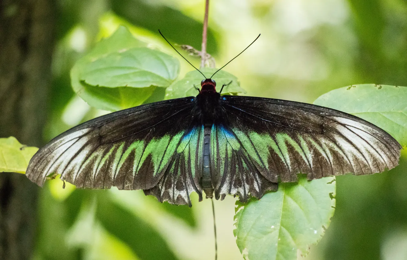 Photo wallpaper green, black, nature, butterfly, leaves, animal, insect, malaysia