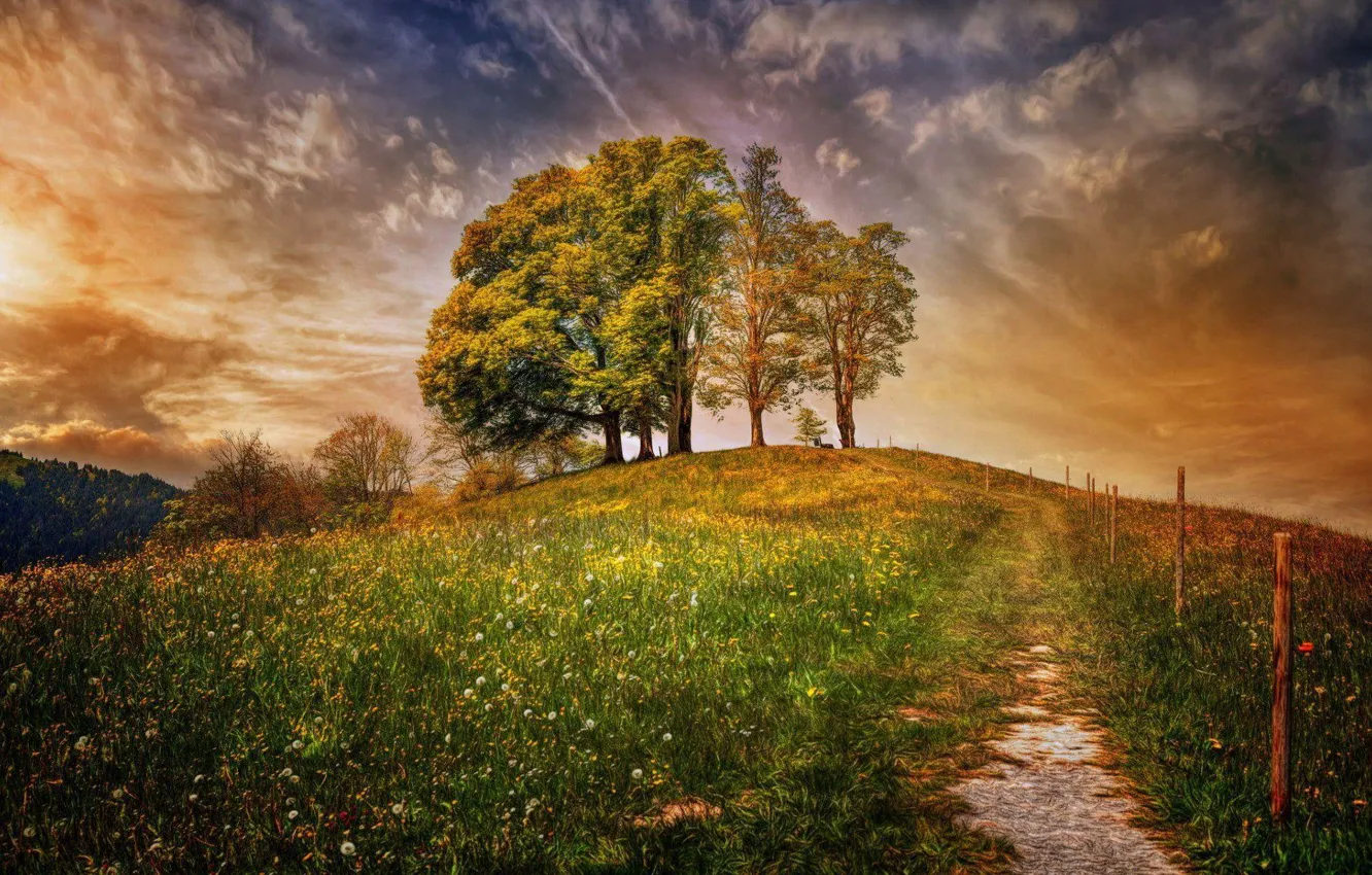 Photo wallpaper field, trees, nature, trail