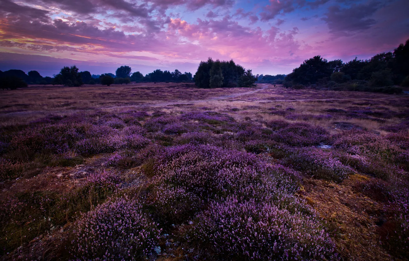 Photo wallpaper field, trees, sunset, flowers, the evening, path, lilac