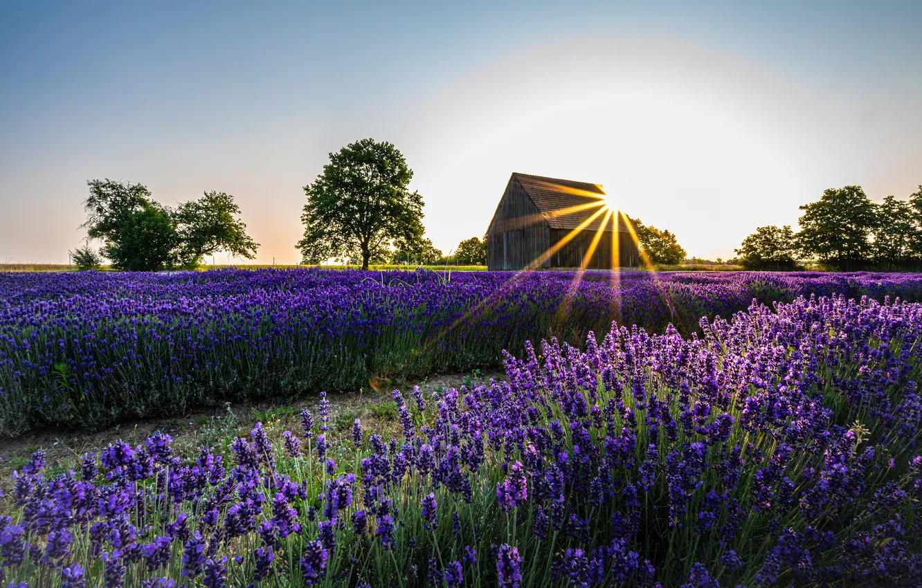 Photo wallpaper summer, the sky, the sun, rays, light, trees, flowers, house
