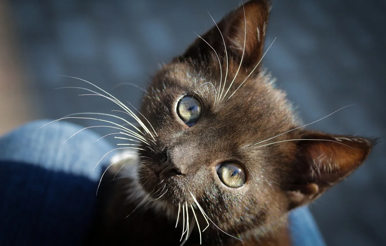 Photo wallpaper cat, mustache, look, light, pose, black, shadow, baby