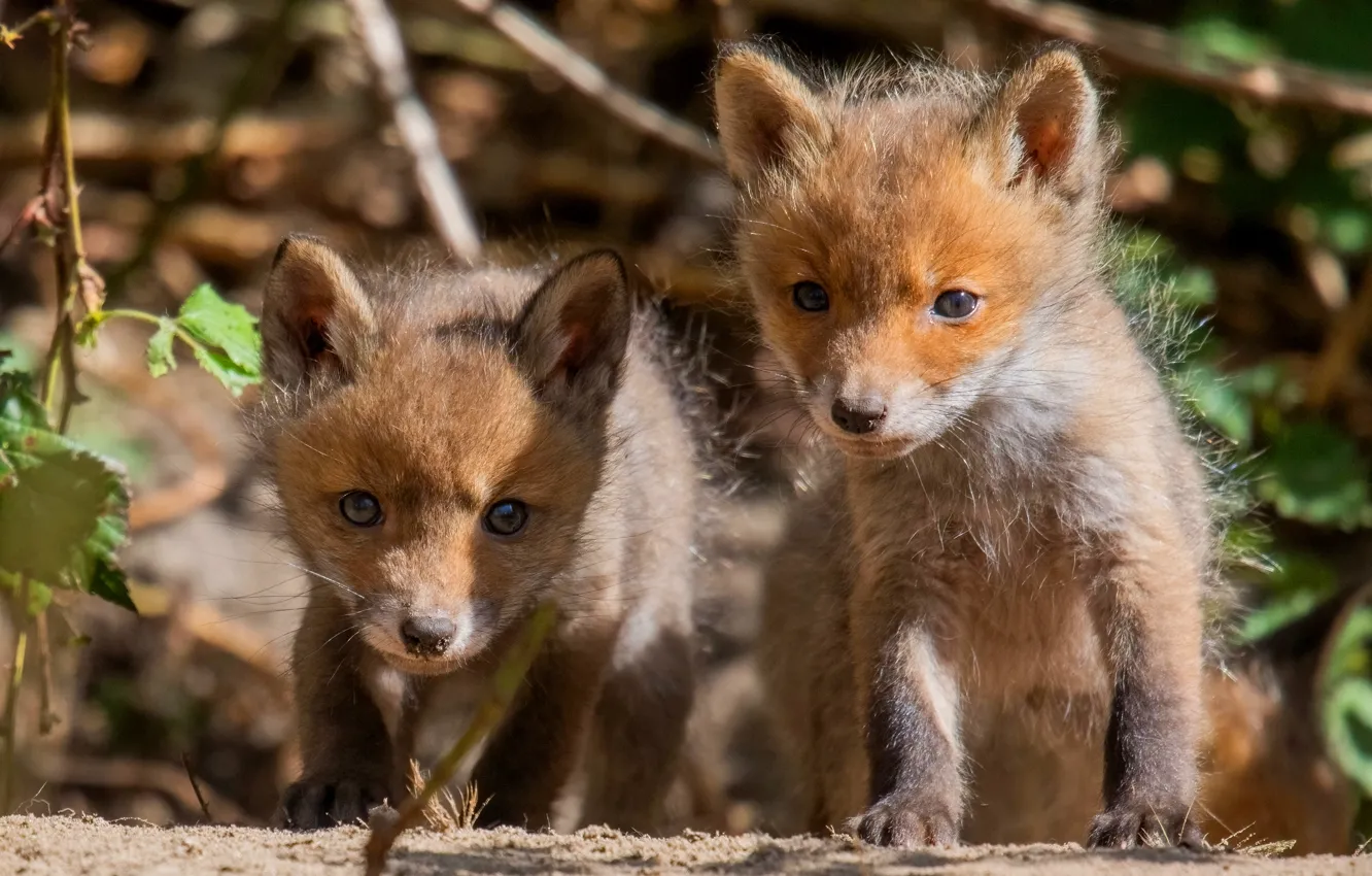 Photo wallpaper Fox, cub, a couple, Fox