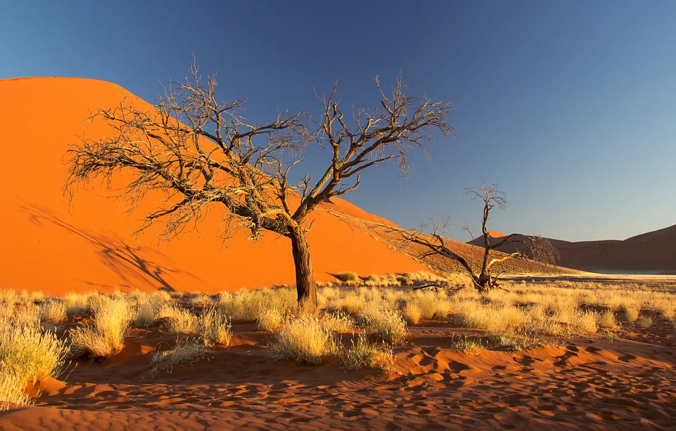Photo wallpaper sand, the sky, trees, the dunes, Africa, the bushes, Namibia, the Namib desert