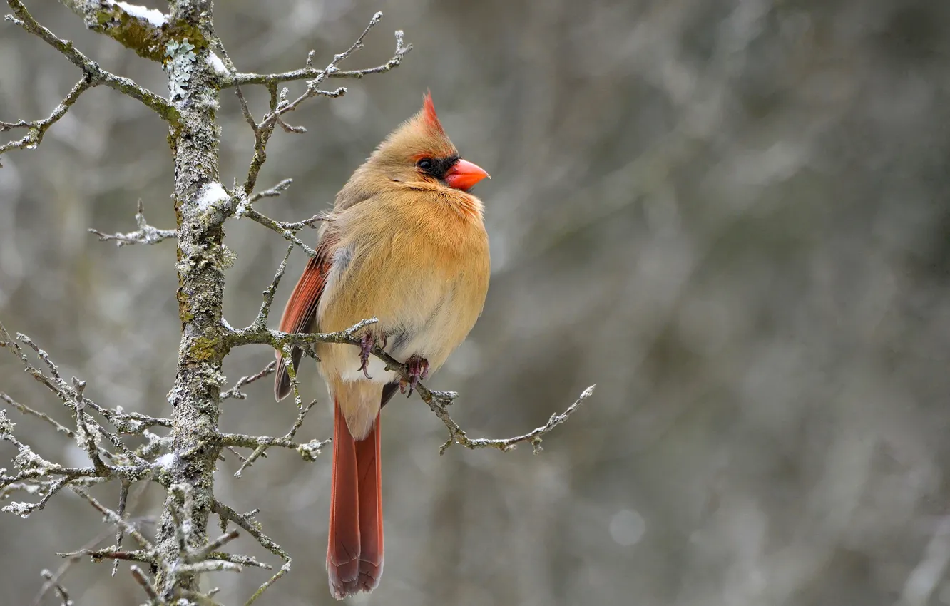 Photo wallpaper nature, background, bird, branch, bokeh, cardinal, Northern Cardinal, the northern cardinal
