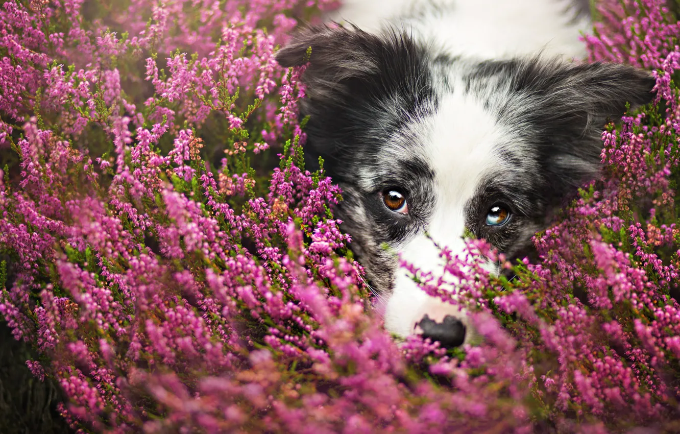 Photo wallpaper face, flowers, close-up, portrait, dog, meadow, the border collie, Wallpaper from lolita777