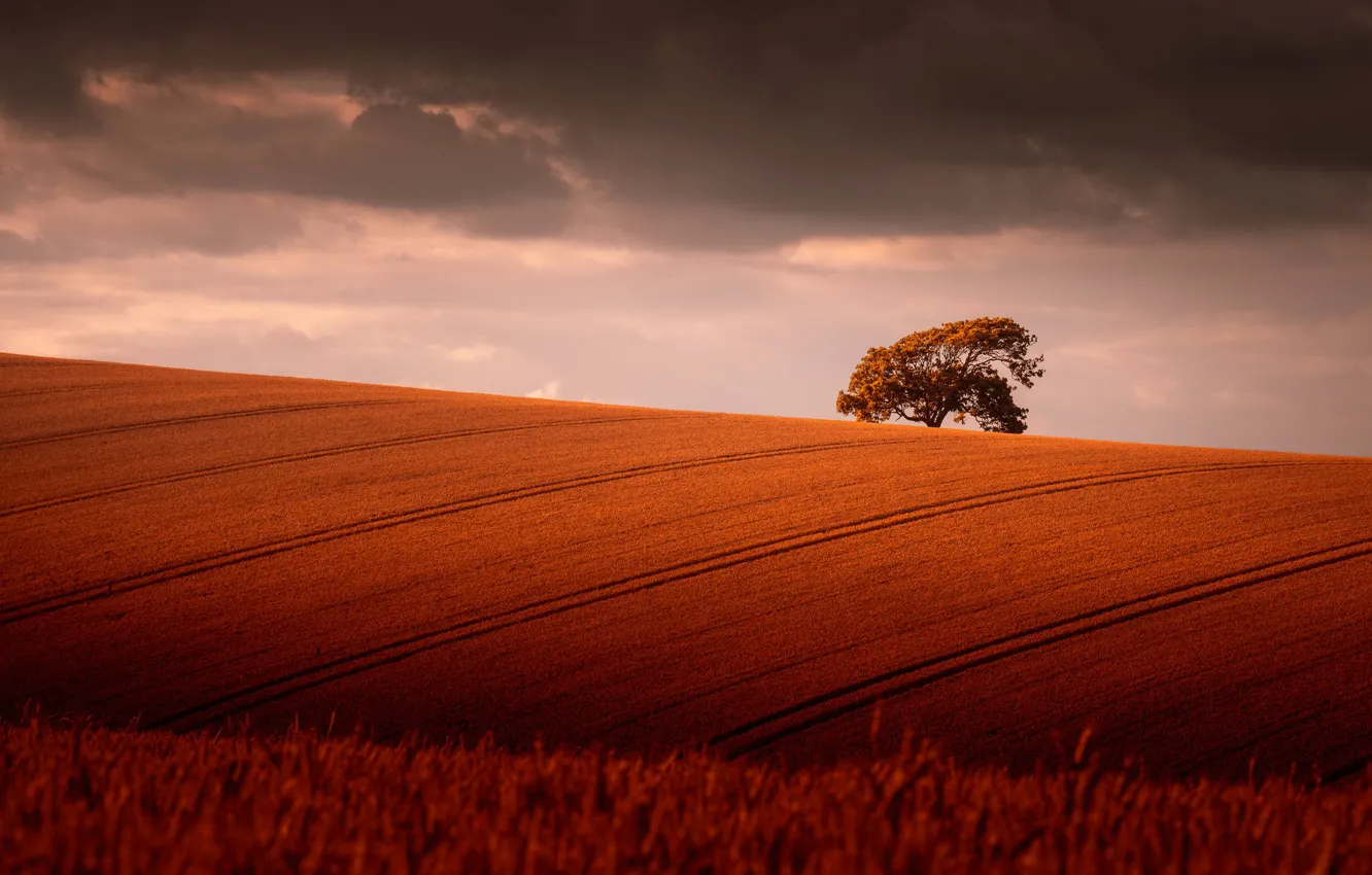 Photo wallpaper field, autumn, the sky, clouds, trees, line, strip, hills