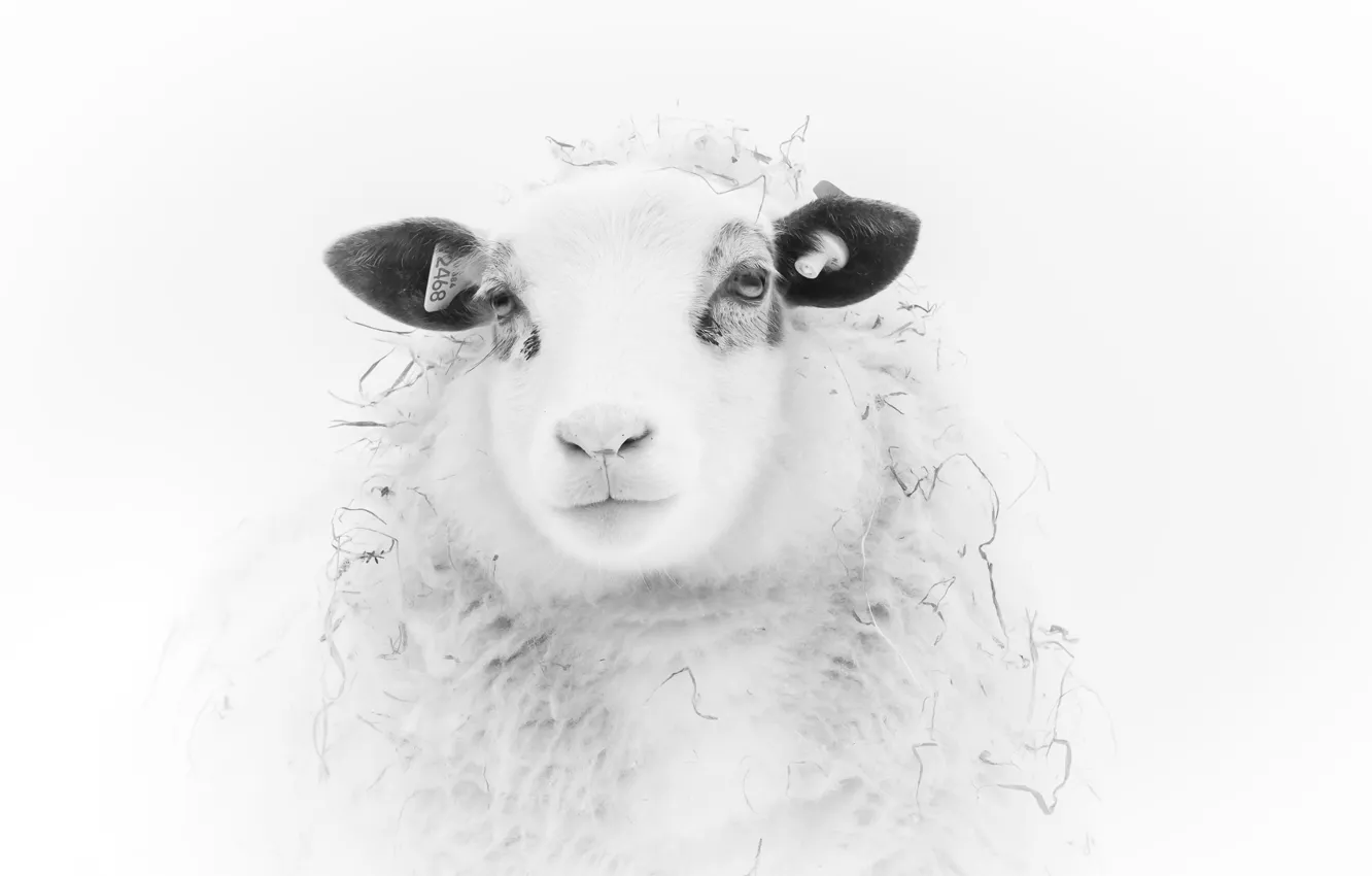 Photo wallpaper nature, background, sheep