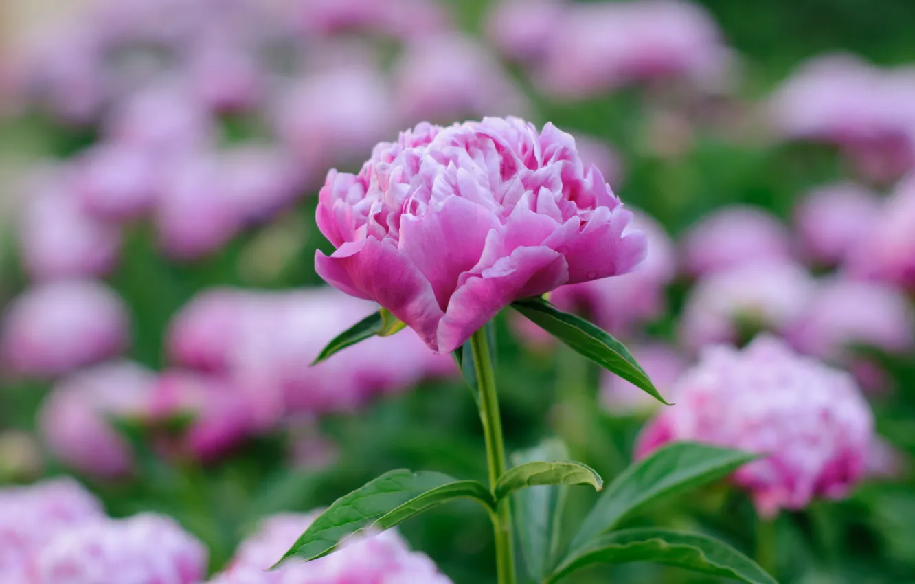 Photo wallpaper spring, pink, peonies