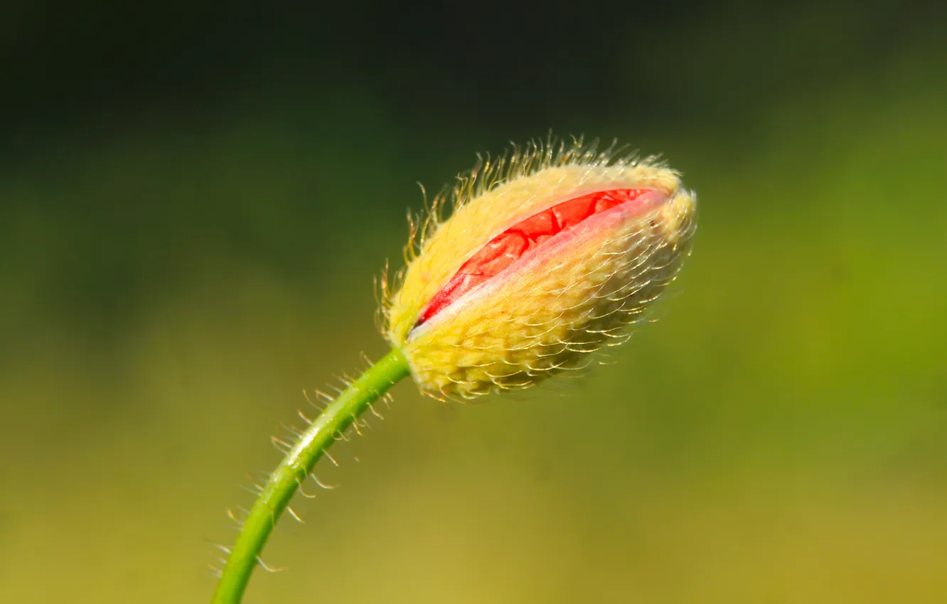 Photo wallpaper poppy, plant, flower bud
