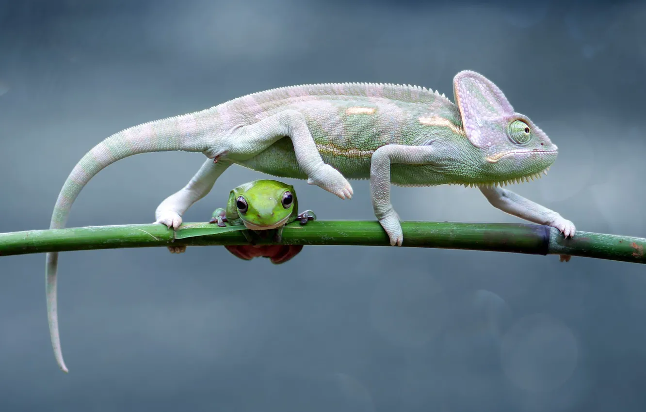 Photo wallpaper look, chameleon, background, frog, stem, profile, a couple, bokeh