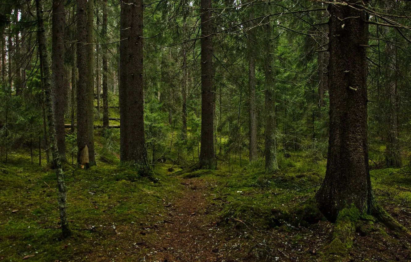 Photo wallpaper forest, trees, nature, moss, path, Finland, Tampere