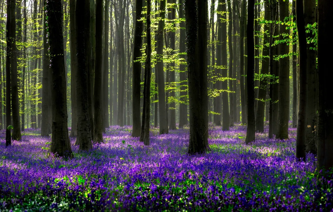 Photo wallpaper forest, light, trees, flowers, nature, spring