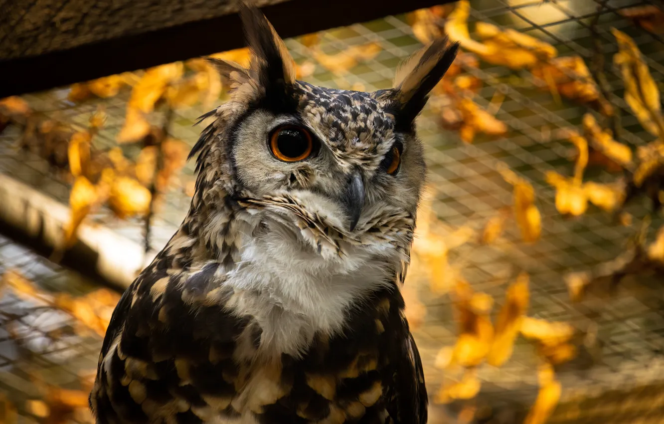 Photo wallpaper autumn, mesh, owl, bird, foliage, bokeh, owl