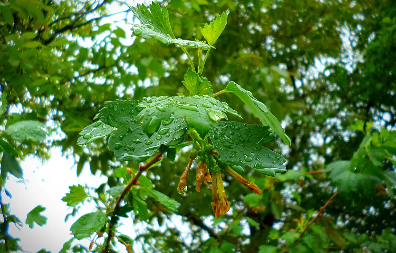 Photo wallpaper drops, rain, currants