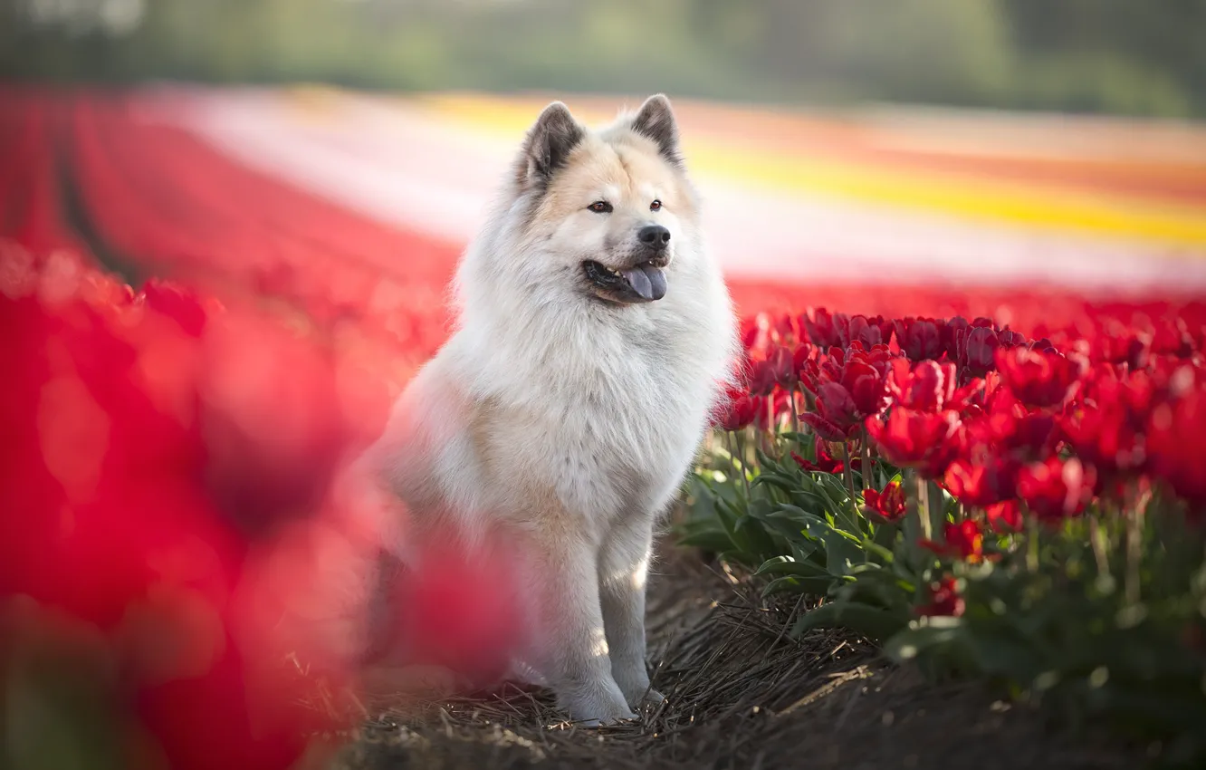 Photo wallpaper flowers, each, dog, tulips