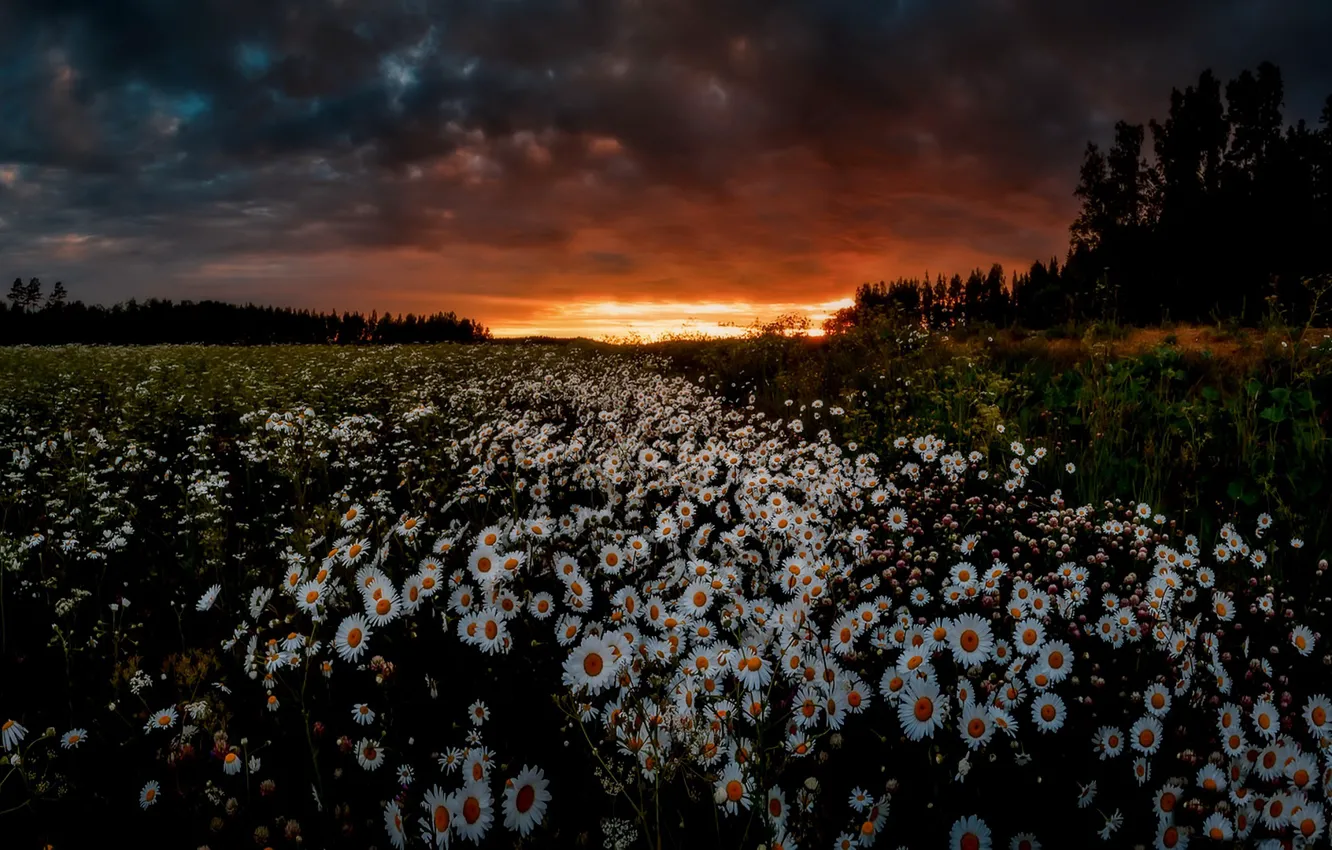 Photo wallpaper field, summer, sunset, night, chamomile