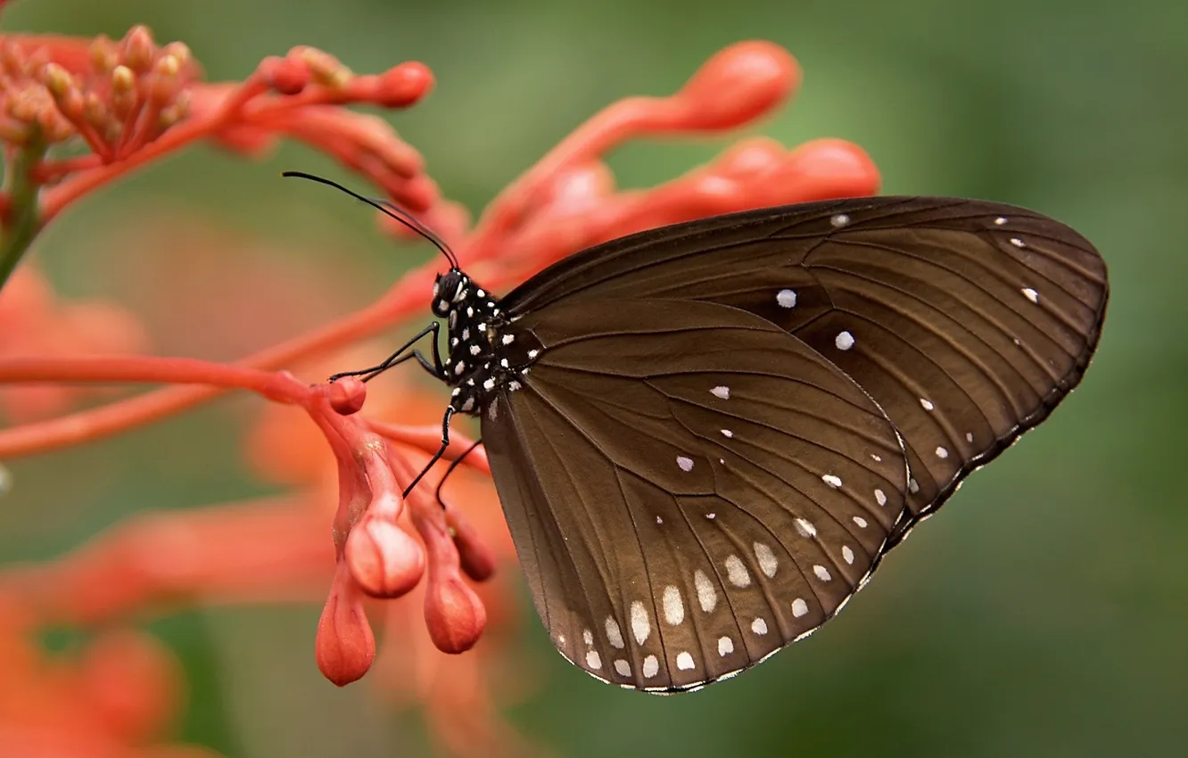 Photo wallpaper flowers, macro, butterfly, wings, beautiful, closeup