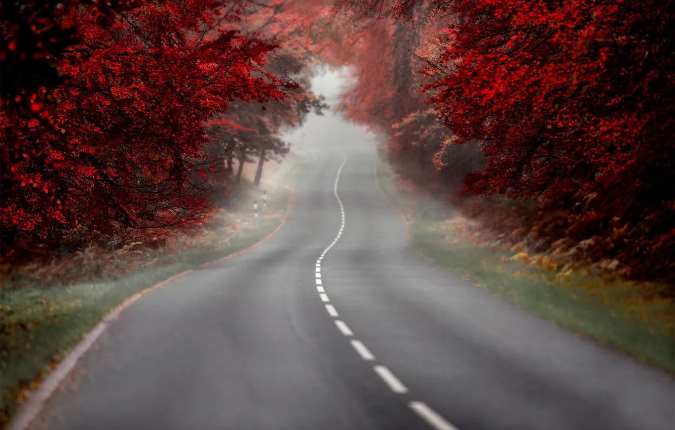 Photo wallpaper road, autumn, trees, nature