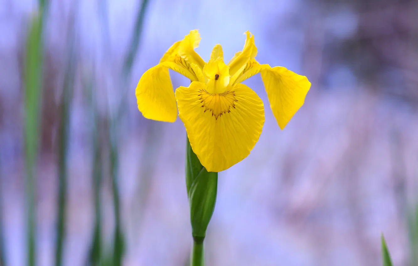Photo wallpaper macro, petals, stem, iris