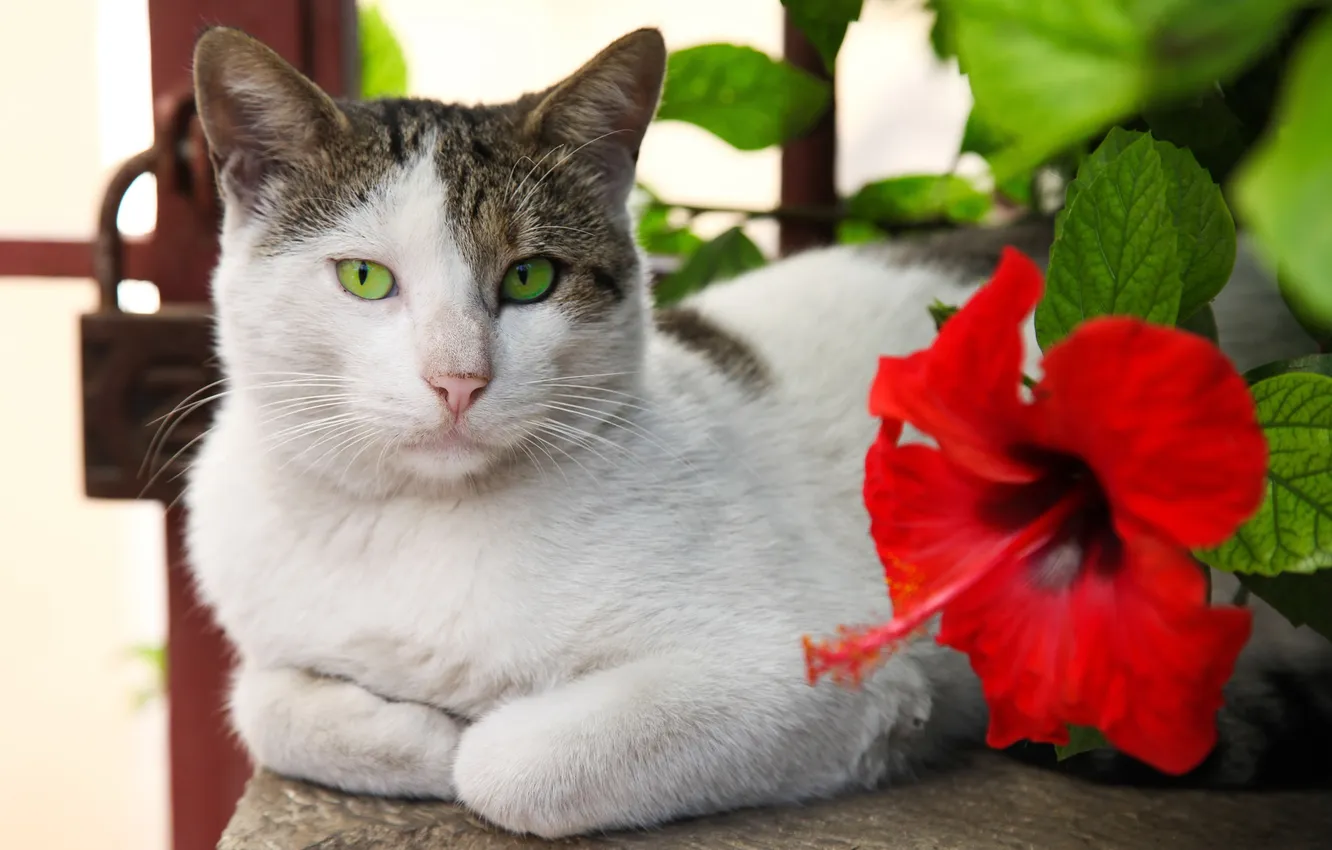 Photo wallpaper cat, cat, flowers, red, Kote, lying, hibiscus