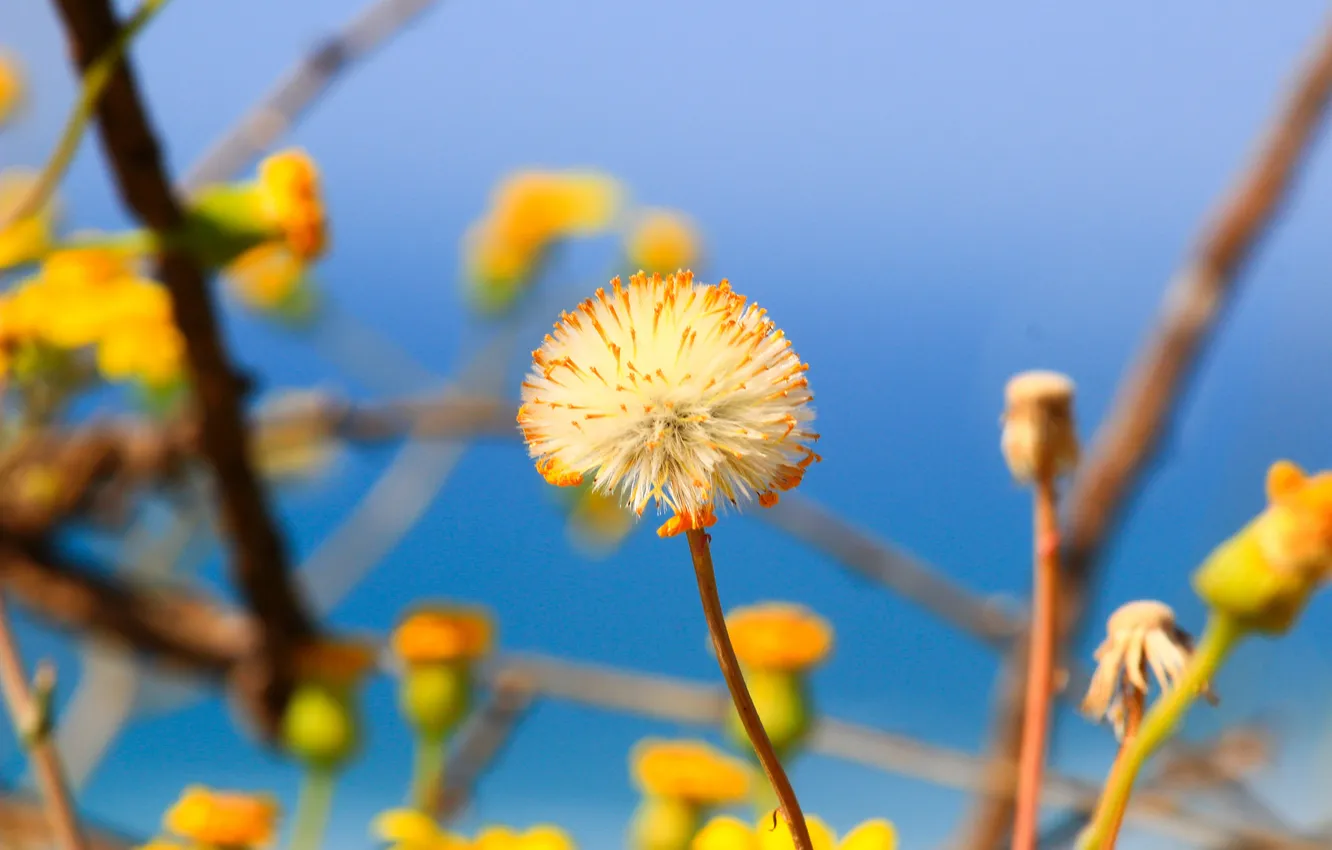 Photo wallpaper the sky, flowers, branches, dandelion, plant