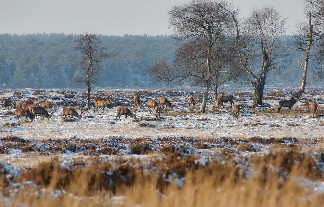 Photo wallpaper winter, snow, nature, deer