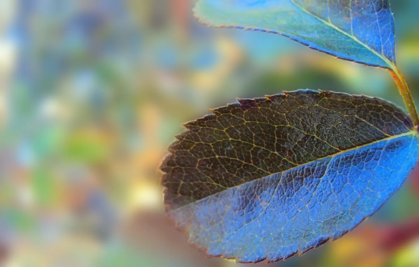 Photo wallpaper leaves, blue, nature, leaf, plant