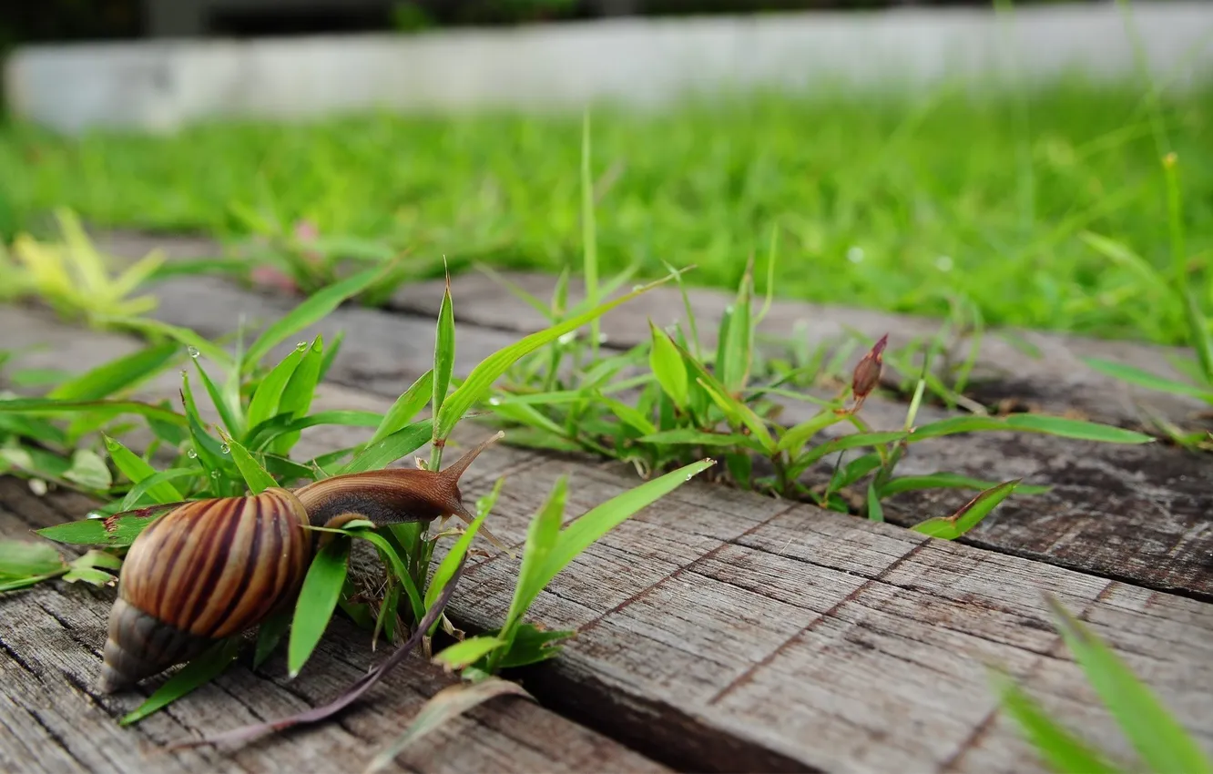 Photo wallpaper grass, Board, snail