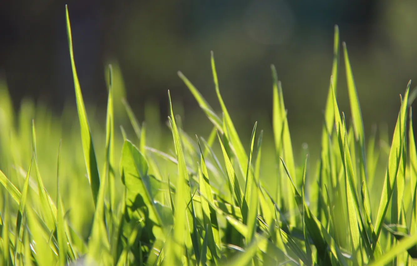 Photo wallpaper grass, macro, green, spring, Sunny, happily, backlight
