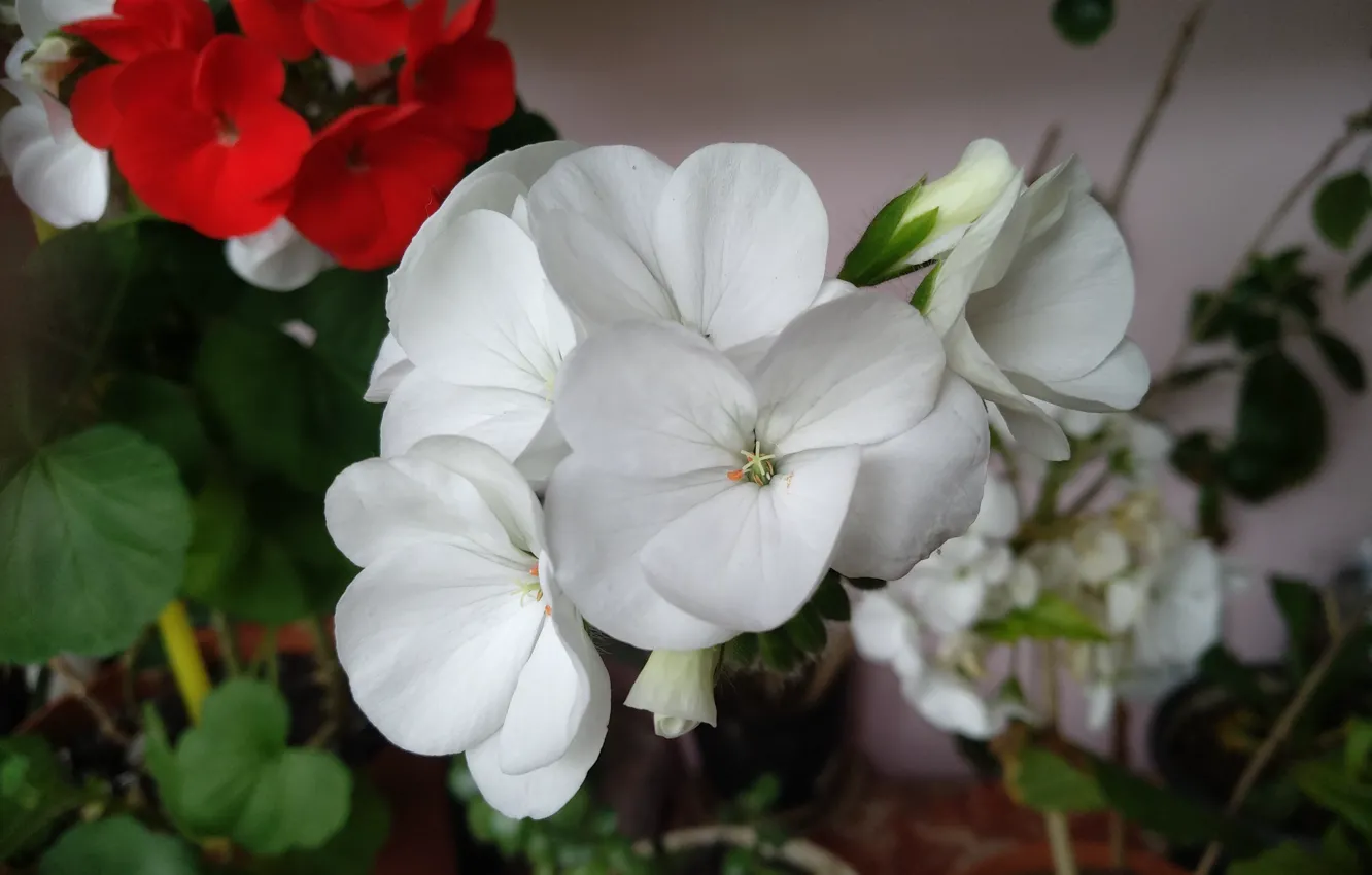 Photo wallpaper Flowers, pelargonium, White flowers, White flowers, Pelargonium