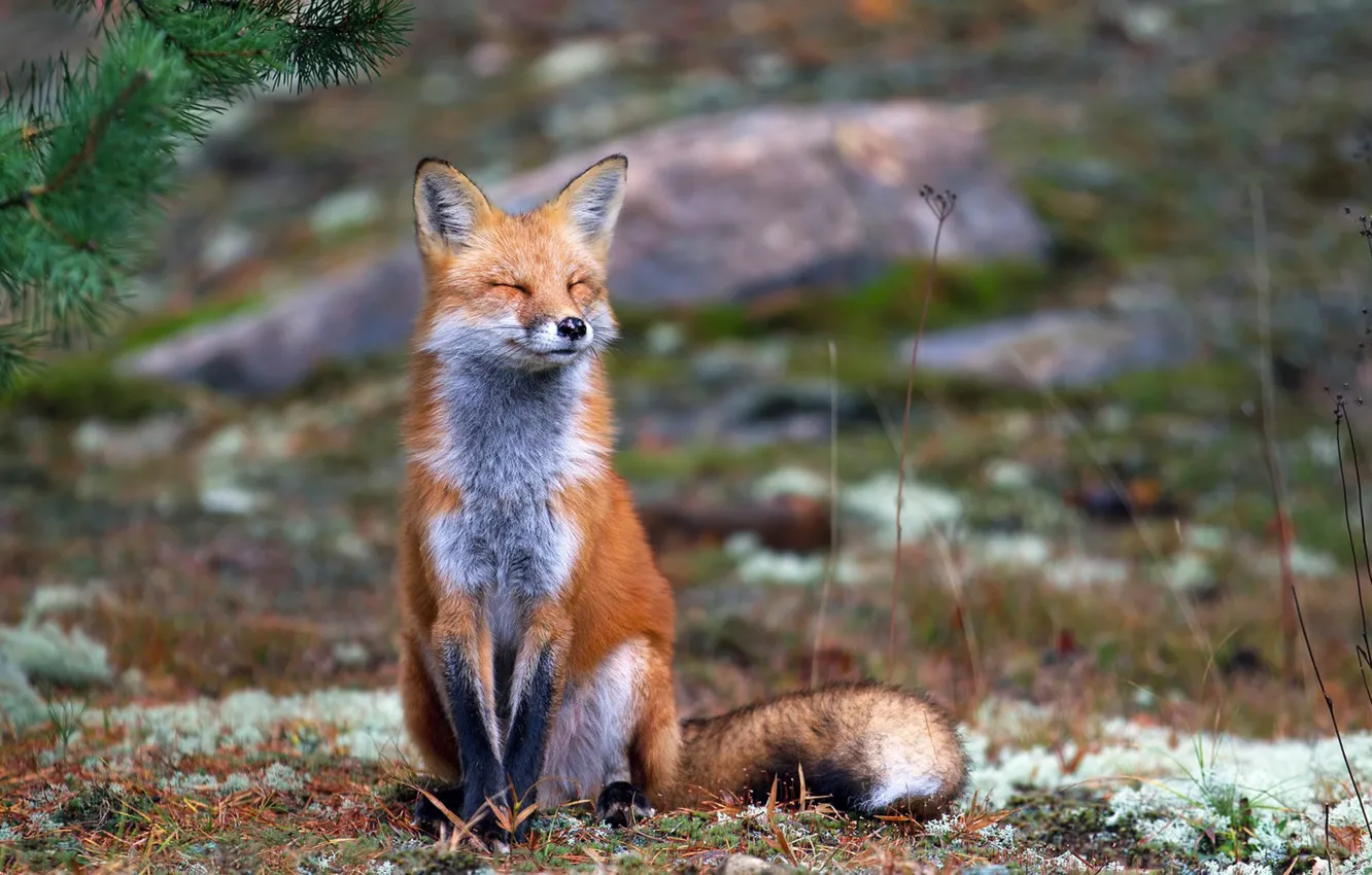 Photo wallpaper animals, nature, smiling, wildlife, -fox